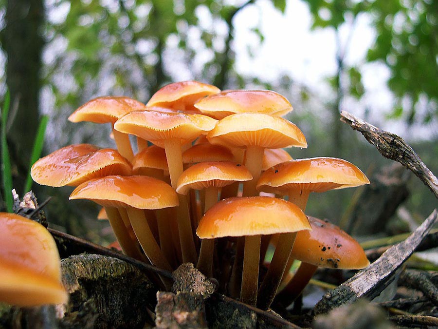 Flammulina velutipes.